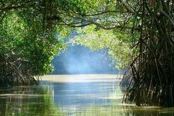 Sri Lanka success whets international appetite for mangrove conservation