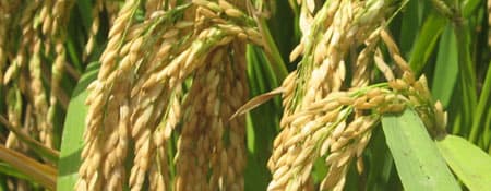 VIDEO: Environment friendly paddy farming method uncovered