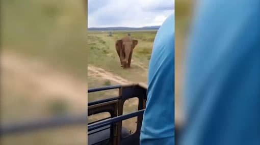 Australian woman’s screams scare off stampeding elephant