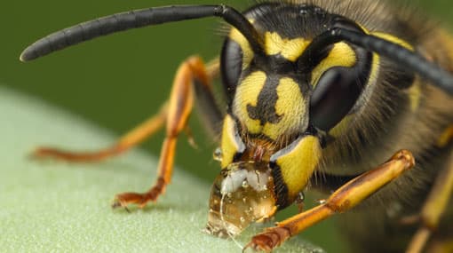 14 tea pluckers hospitalised after wasp attack