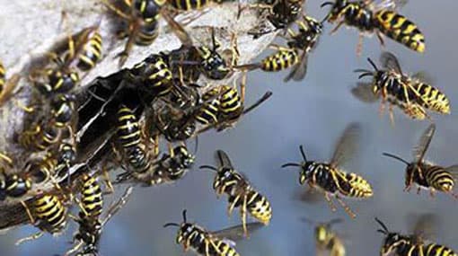 Students hospitalised following wasp attack at school