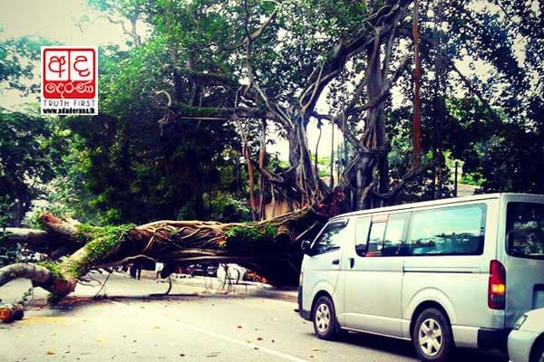 Traffic jam on Marks Fernando Road as tree falls