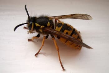 Six hospitalised following wasp attack