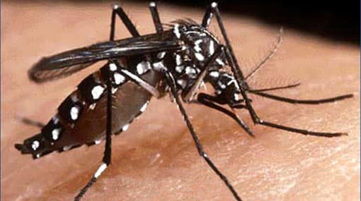 Six Koreans infected with dengue after visiting Sri Lanka