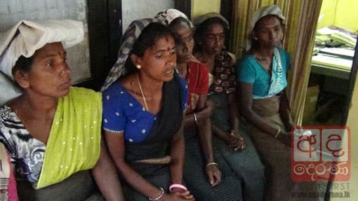 Tea pluckers hospitalised after wasp attack