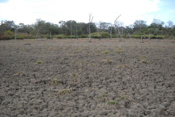Drought parches Sri Lanka’s farms, threatens hydropower
