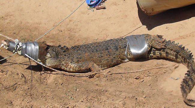 Police stage snap evacuation as croc invades station