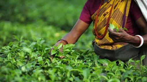 Sri Lanka’s economy slows to 4.8% in 2015 as tea party ends