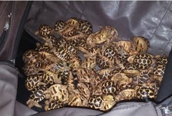 2 suspects nabbed while smuggling 2,089 star tortoises from India
