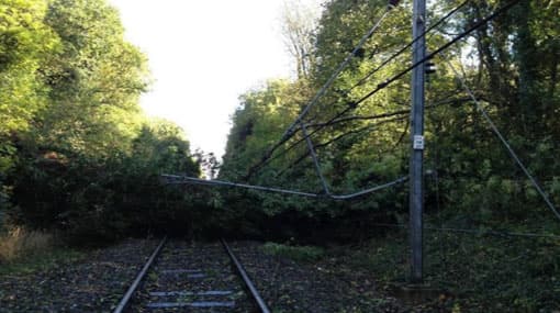 Fallen tree obstructs Kelani railroad