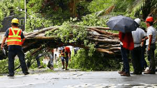 52-year-old crushed under tree