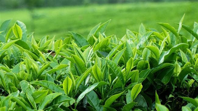 Sri Lanka eyeing tea-for-oil barter deal with Iran