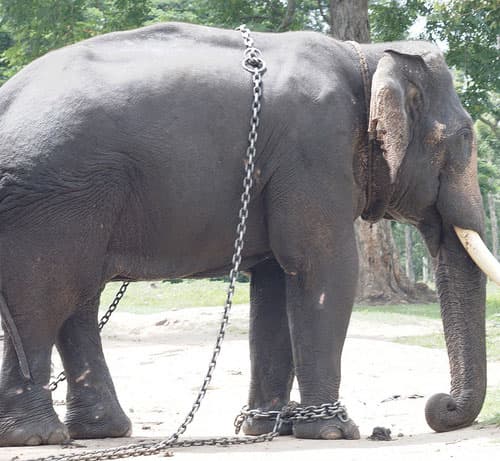 Man dies from elephant attack, son in shock