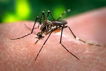 Over 2000 persons taken to courts for facilitating dengue breeding