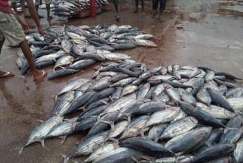 EU suspends import of Sri Lanka’s fish; local prices to tumble