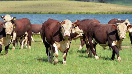 SL to import 5,000 more heads of cattle from Australia - Minister