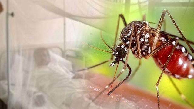 Dengue cases surge as health officials warn of growing pressure on hospitals