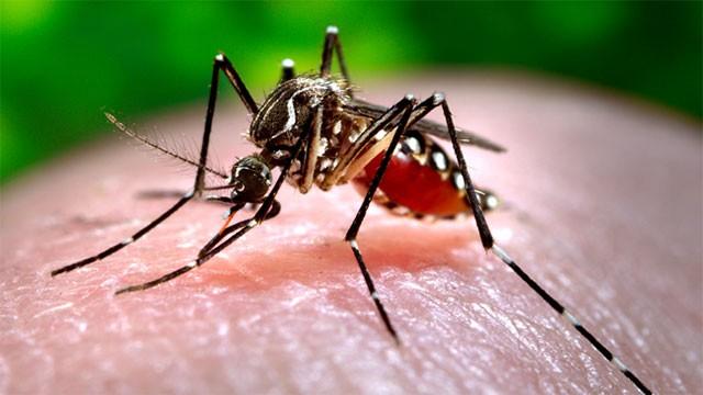 New strain behind current dengue surge: Dy Health Minister
