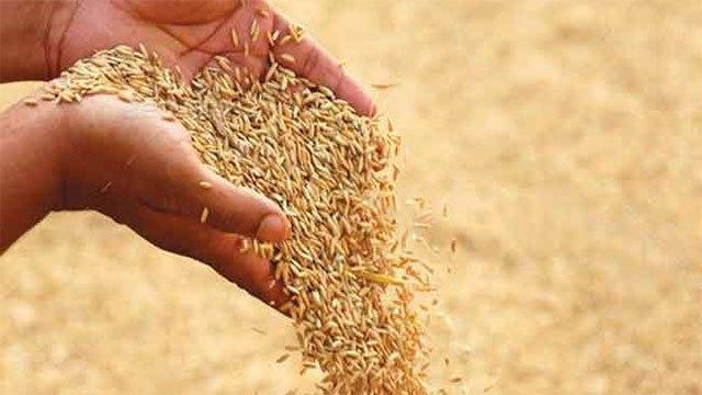 Sajith demands disclosure of paddy pricing formula, fertilizer allocation details