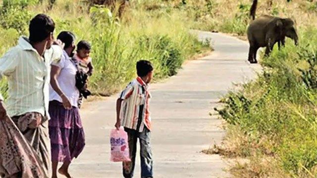 Cabinet approves new national action plan to address human-elephant conflict