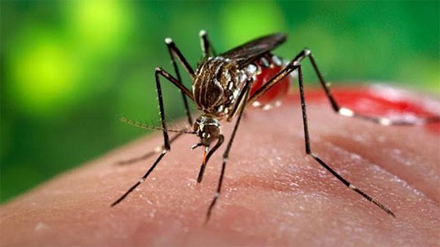 Special dengue control programme to be held in schools on June 18