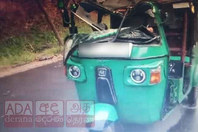 Driver injured after tree falls on three-wheeler on Galaha–Kandy road
