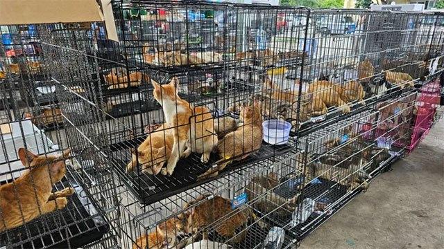 Hundreds of cats stolen for food in Vietnam rescued by police, welfare group says