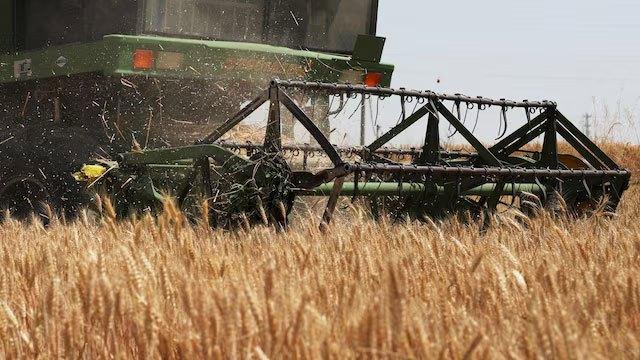 Ample world inventories may soften El Nino food supply shock
