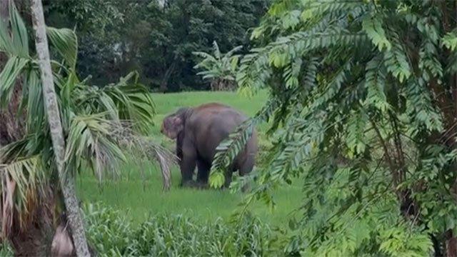 Mahout and assistant killed in elephant attack near Rakwana Temple