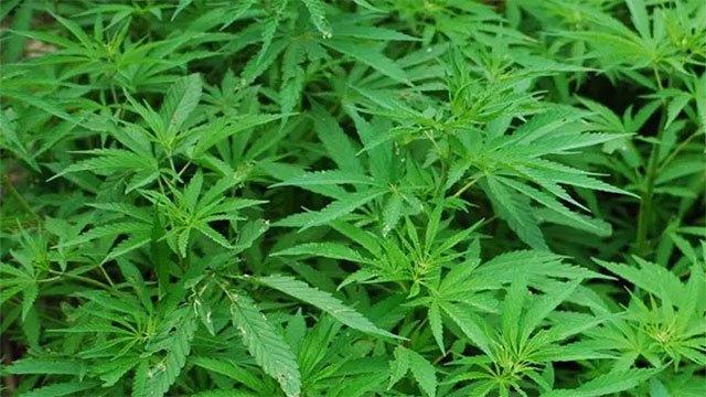 Two suspects arrested as police bust two cannabis cultivations in Wellawaya