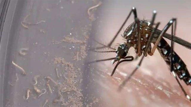 Breteau Index rises sharply across many areas, raising dengue risk concerns