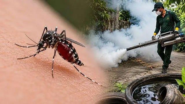 Special three-day dengue control programme launched in 6 high-risk provinces