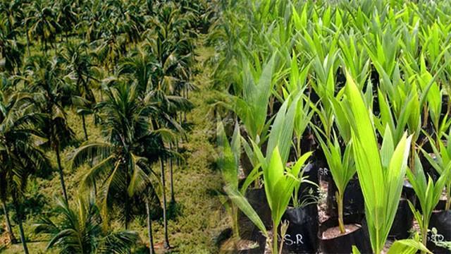 New insurance scheme introduced for coconut seedlings