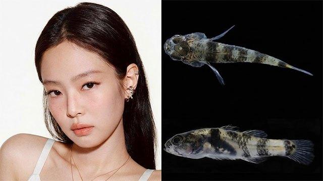 Newly discovered fish species named after Blackpink star Jennie