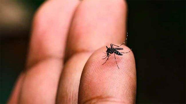 Dengue deaths rise to 31; over 51,000 cases reported this year