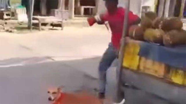 Youth arrested in Kalmunai over viral dog cruelty video