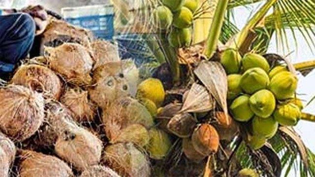 Coconut exports climb to US$ 514 million despite global trade disruptions