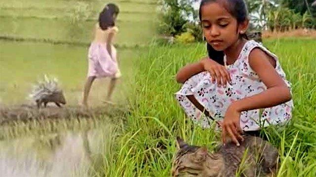 Sri Lankan girl and rescued porcupine win hearts around the world after viral video