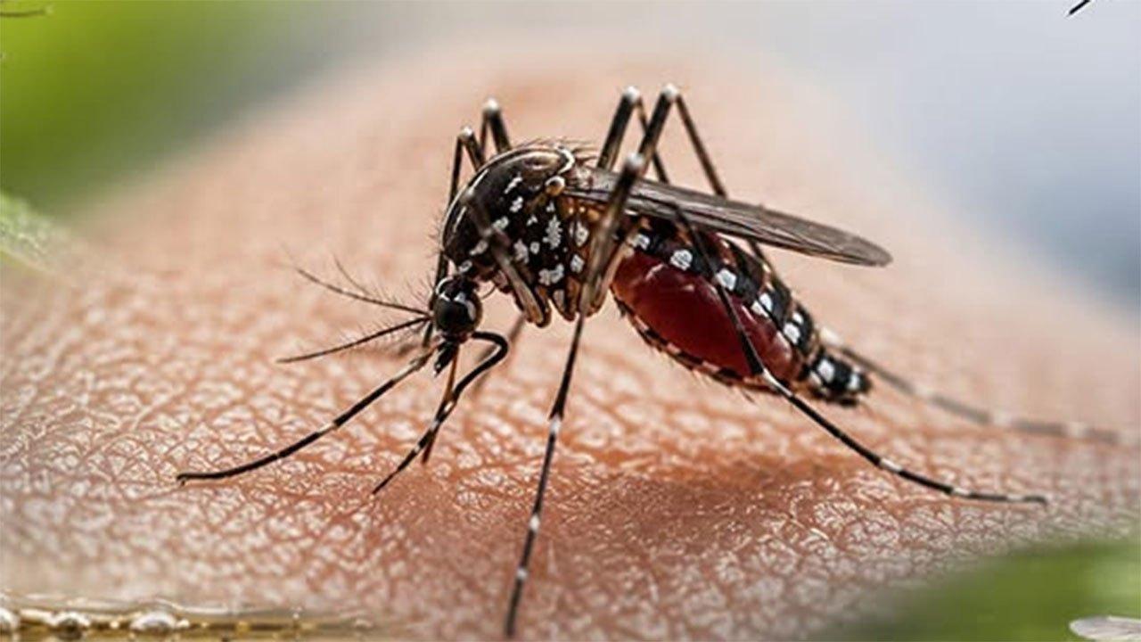Dengue death toll climbs to 42, total infections cross 63,000