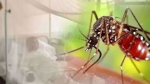 Dengue cases surpass 68,000 as death toll reaches 47