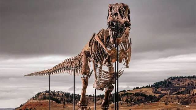 Massive T-rex skeleton set to become most expensive fossil ever sold