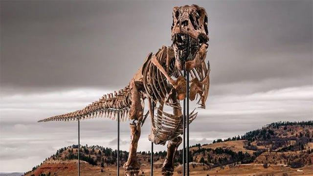 Massive T-rex skeleton set to become most expensive fossil ever sold