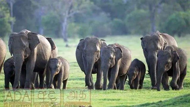 180 wild elephant deaths reported in seven months; 75 linked to human activities