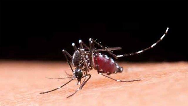 Dengue cases in Sri Lanka surpass 75,000; death toll rises to 53