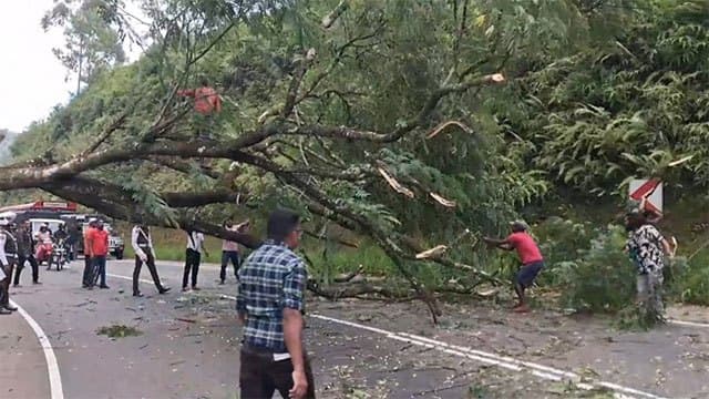 Tree fall disrupts traffic on Hatton–Colombo main road