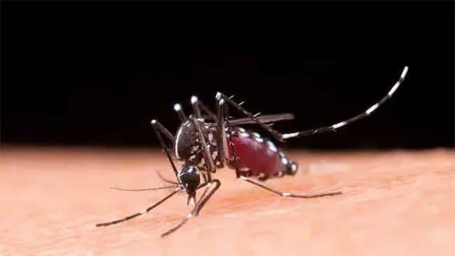Dengue cases surge past 79,000; 57 deaths reported this year