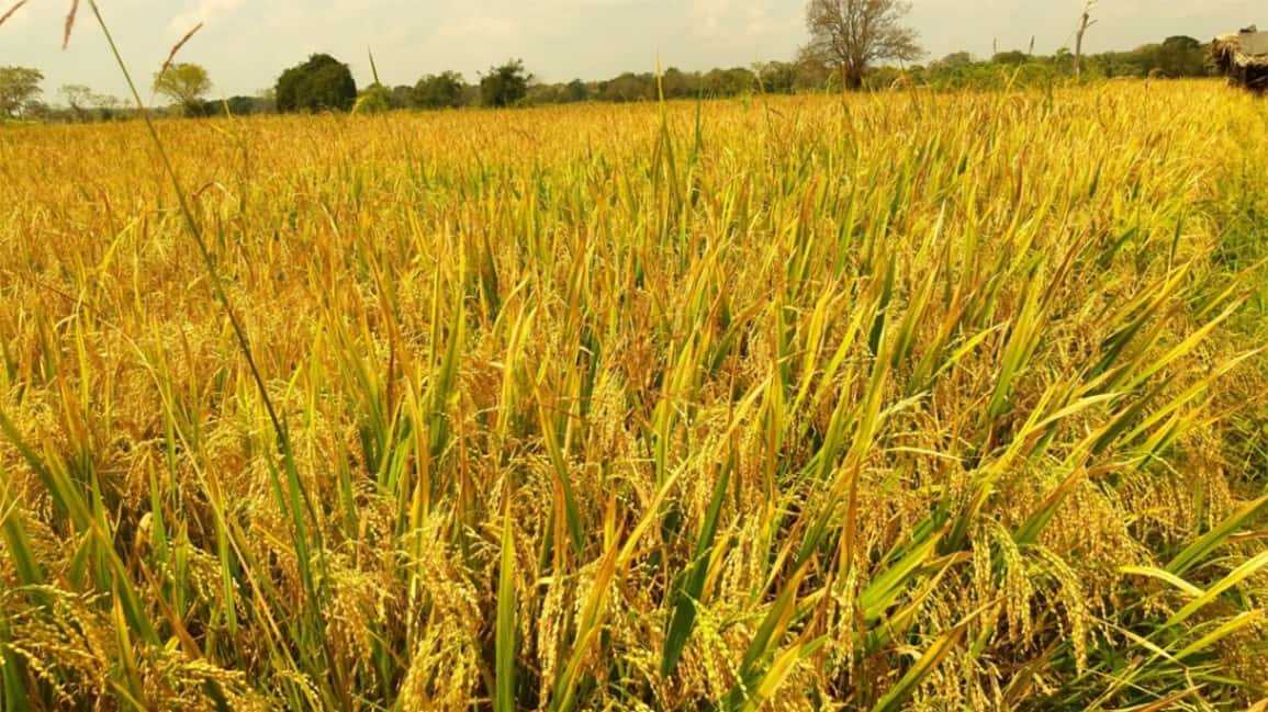 PMB purchases over 5,300MT of paddy so far under Yala procurement drive