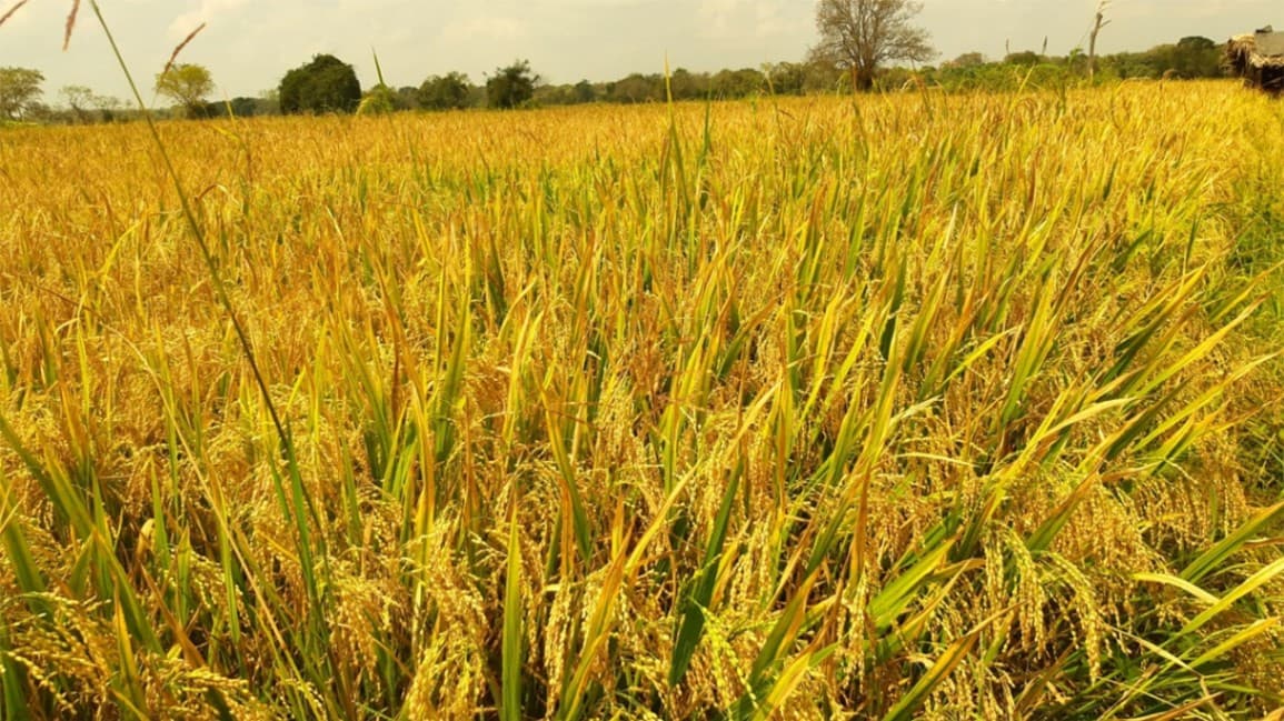 PMB purchases over 5,300MT of paddy so far under Yala procurement drive
