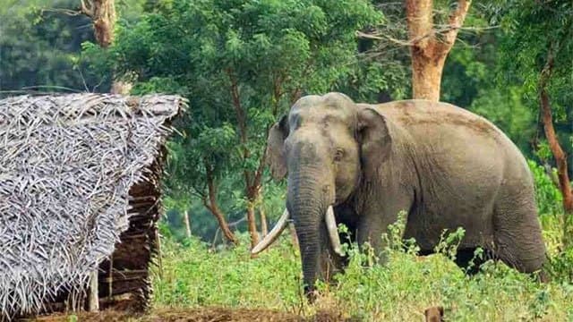 China to support Sri Lanka's bamboo bio-fence project to mitigate human-elephant conflict