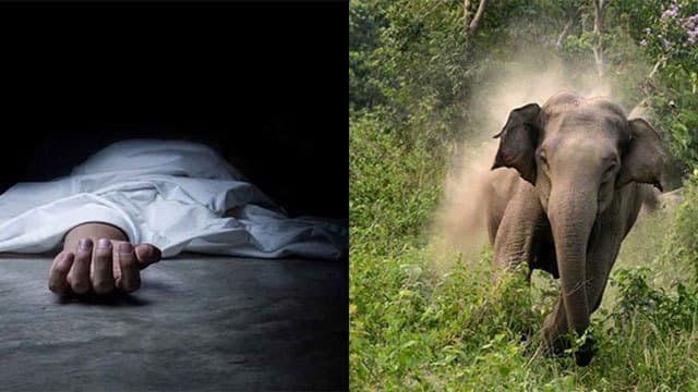 Man killed in wild elephant attack in Dambagalla